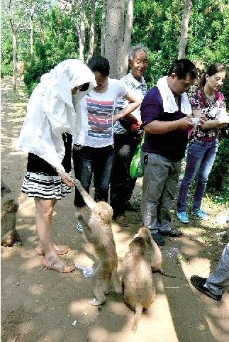 鄭州一景區猴子傷游客、毀麥田 讓人很頭疼