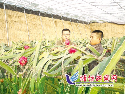 濰坊大棚里種出火龍果 畝產可達2500公斤