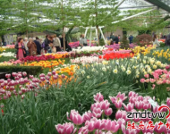 賞花：室內百花園開園了！嵖岈山溫泉小鎮是一個一年有花香的旅游休閑的好地方,郁金香,薰衣草,梅園,葵花園,百合花香園,花開在春夏秋冬,目前室內郁金香正在開園,吸引了大批游客,郁金香花開爭艷,游客流連忘返,在寒冷的冬天,看到如此鮮艷的郁金香鮮花綻放,在中原尚屬首家.門票咨詢0396-4999999/4999906