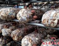 泌陽縣華泉農業開發有限公司位于泌陽縣羊冊鎮，該公司正是在泌陽縣當地黨委政府的幫助下，建立起來的標準化香菇種植基地，該基地共有10余個香菇標準化生產大棚，該棚采用自動化控溫，自動化管理，效益也是普通香菇種植大棚的2-3倍。