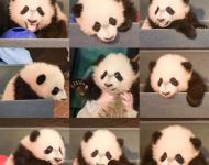 1月7日，在美國首都華盛頓，大熊貓“貝貝”接受體檢后與媒體見面（拼版照片）。