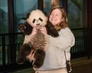 1月7日，在美國首都華盛頓，大熊貓“貝貝”接受體檢后與媒體見面.