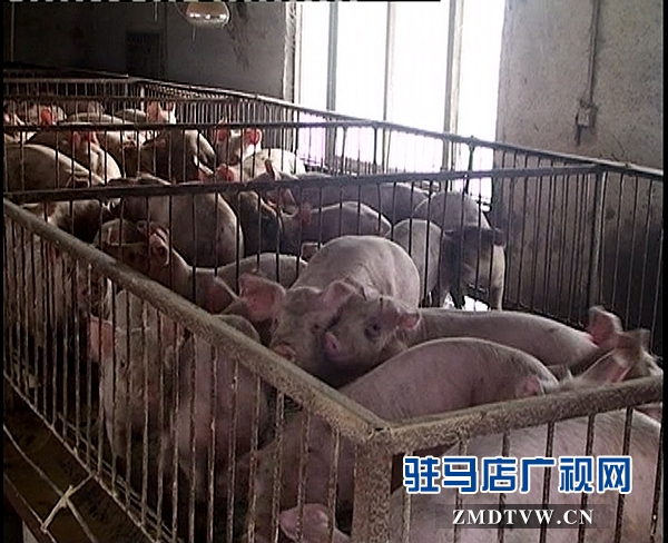 <a href='http://www.468188.com/listinfo-16-0.html' title='養殖' target='_blank' >養殖</a>1_副本.jpg