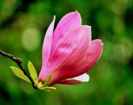 駐馬店廣視網訊（記者平筠 通訊員田玉堂）“在那桃花盛開的地方，有我可愛的故鄉……”陽春三月，這里是花的海洋；賞花成為正陽縣鄉村游的新時尚。