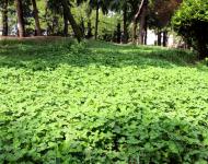 一場持續(xù)降雨后呈現(xiàn)在每個市民眼中的都是綠意和花的世界。