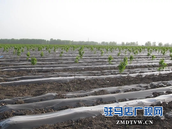 05“最美基層干部”巧念“致富經(jīng)”,帶出一個省級生態(tài)文明示范村 .jpg