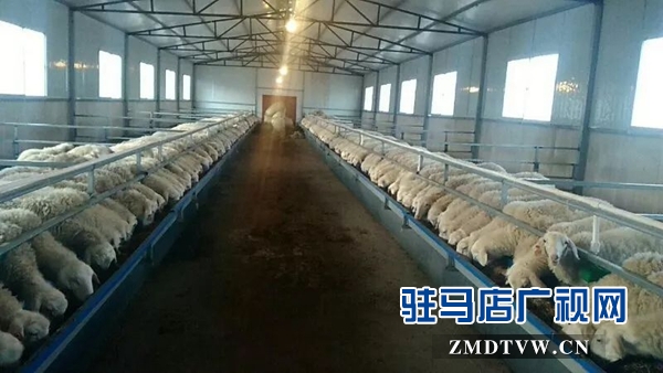 06代養回購好！這種養殖產業扶貧模式群眾很歡迎 .jpg