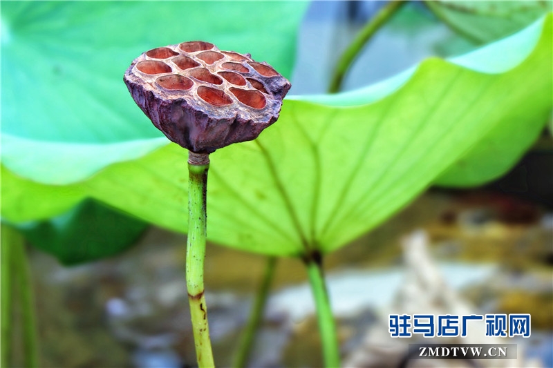 駐馬店&ldquo;活力水城&rdquo;已具雛形