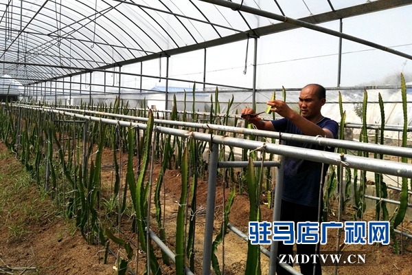 褚市魏莊:特色農(nóng)業(yè)種植再添新活力