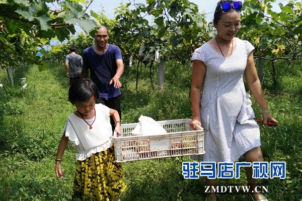 褚市魏莊:特色農(nóng)業(yè)種植再添新活力