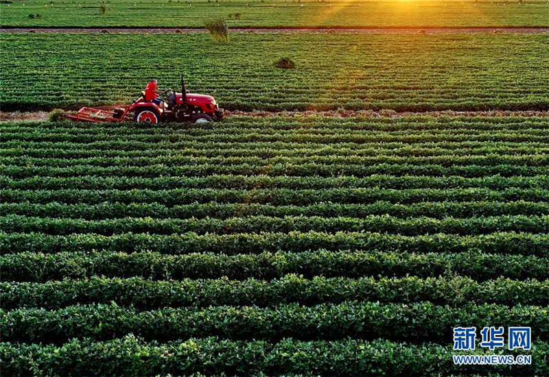 灤縣灤城街道辦事處楊家院村的農民在收獲花生（9月8日無人機拍攝）。近年來，河北省灤縣圍繞農業供給側結構性改革，根據當地土質狀況引導扶持農民成立花生專業種植合作社，規模化種植高產優質花生，取得良好的效果。據介紹，目前該縣花生種植面積達25萬畝，年產值達6億元。新華社記者 楊世堯 攝