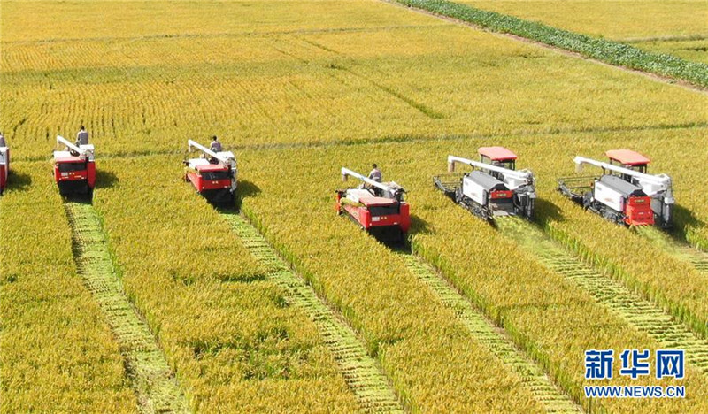 9月27日，收割機(jī)在江蘇海門臨江新區(qū)農(nóng)田里收割水稻（無人機(jī)拍攝）。  新華社發(fā)（許叢軍 攝）