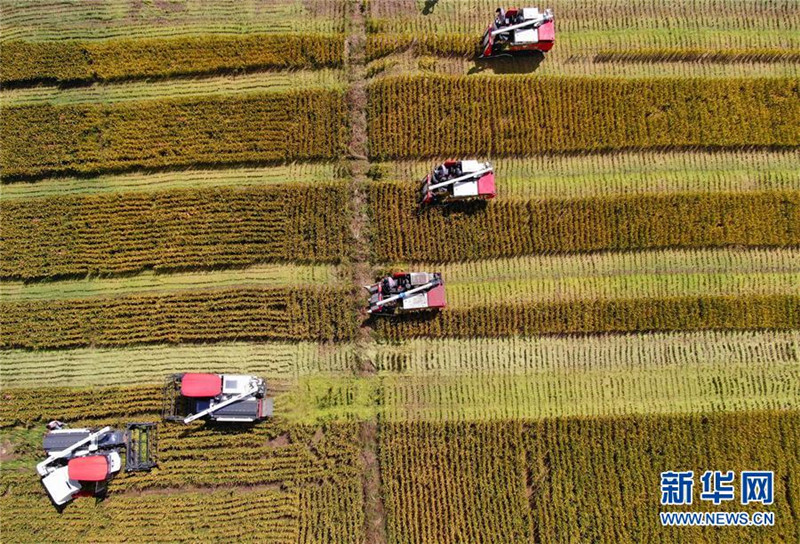 9月27日，收割機(jī)在江蘇海門臨江新區(qū)農(nóng)田里收割水稻（無人機(jī)拍攝）。 新華社發(fā)（許叢軍 攝）