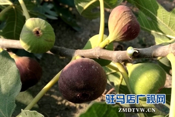 無花果為褚市果農開辟致富新路子