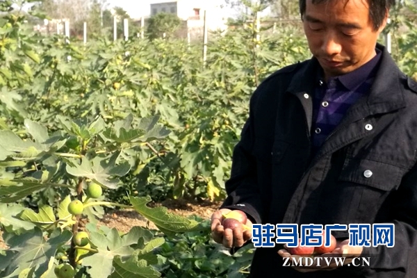 無花果為褚市果農開辟致富新路子