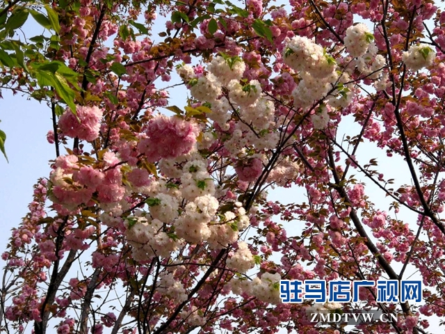 奇了!駐馬店開源大道東段一株櫻花樹開出三色花