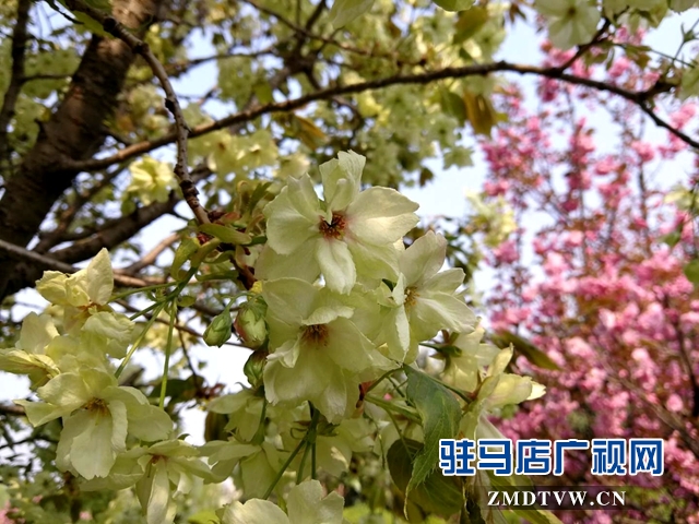 奇了!駐馬店開源大道東段一株櫻花樹開出三色花