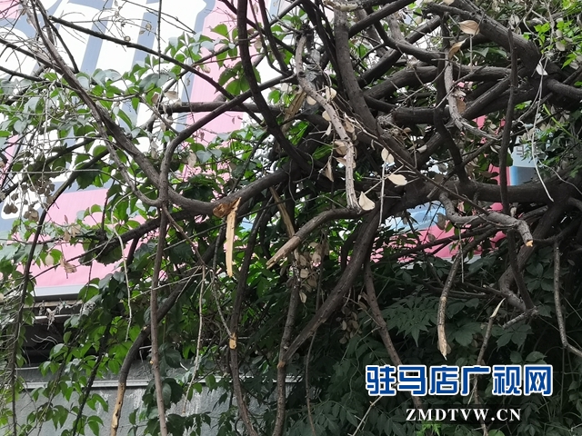 駐馬店市區中華路地下通道下垂樹枝有隱患