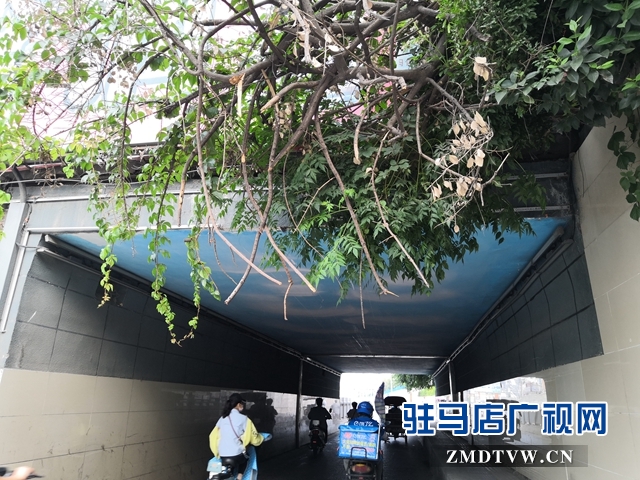 駐馬店市區中華路地下通道下垂樹枝有隱患