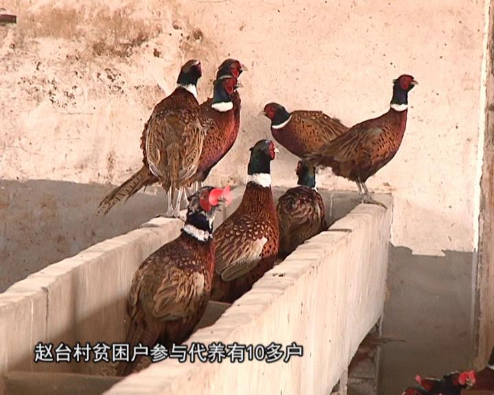 魅力鄉村《364期》