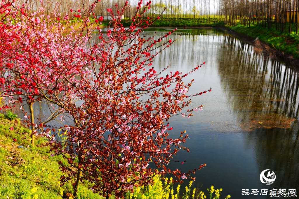 每一朵小花，都在努力的綻放。