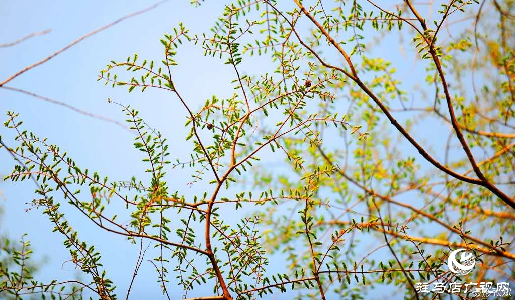 綠芽已爬滿枝頭