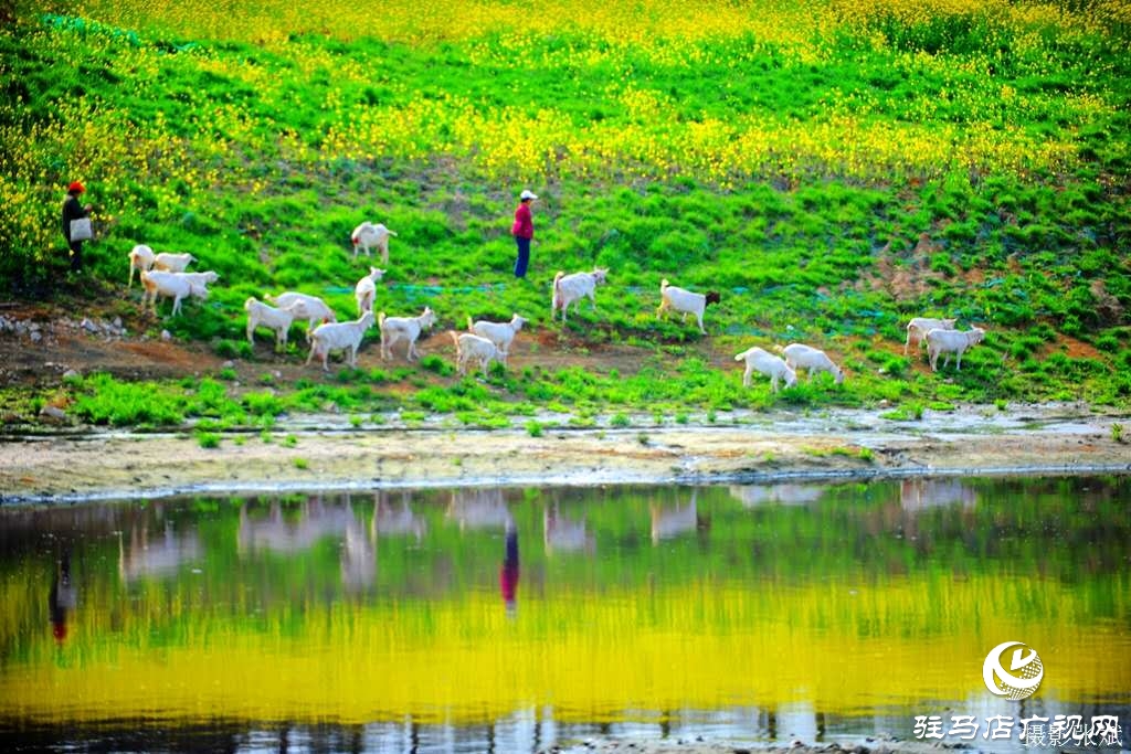 陽(yáng)光普照著大地，悠悠的小草一片春意盎然！