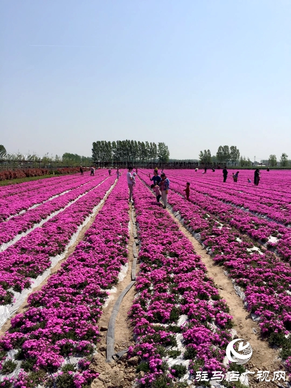 遂平縣石寨鋪鎮:扶貧扶出新風景