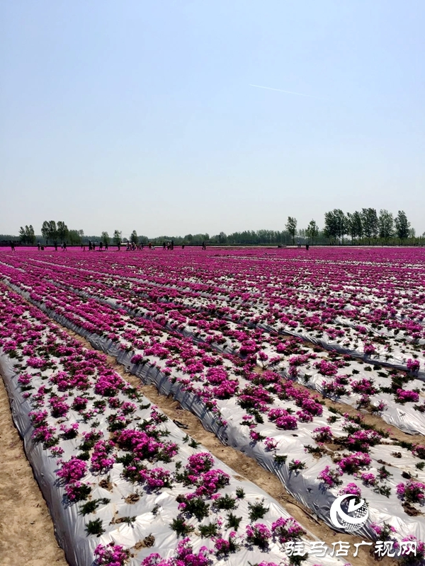 遂平縣石寨鋪鎮:扶貧扶出新風景