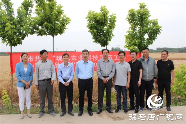 駐馬店市農科院組織專家對駐麥305開展田間測產