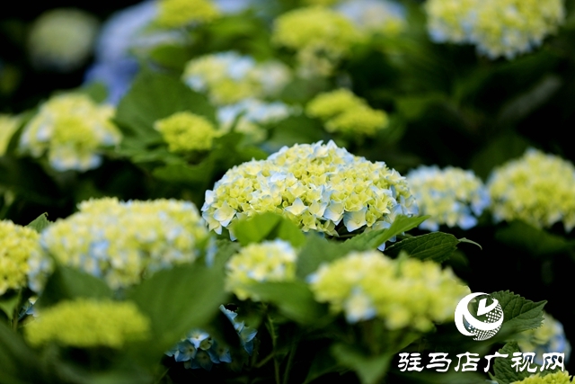 河南駐馬店:小鎮(zhèn)文明建設(shè)催開幸福花兒