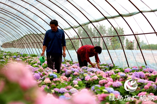 河南駐馬店:小鎮(zhèn)文明建設(shè)催開幸福花兒