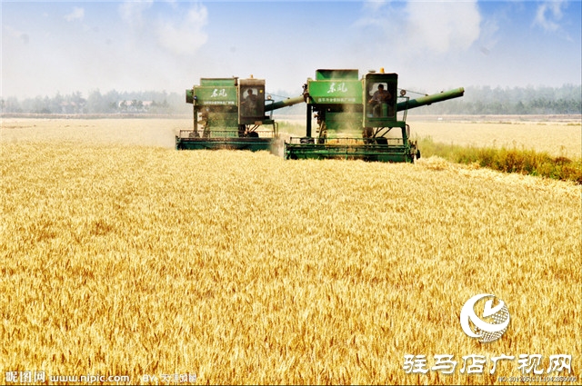 噸源種業彩色小麥喜獲豐收