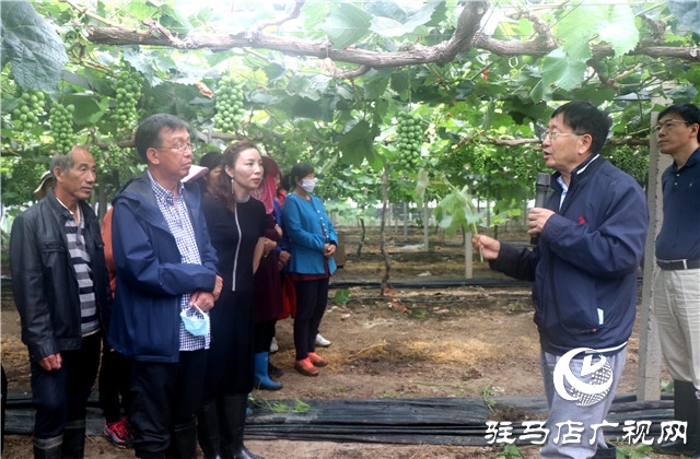 國家葡萄產業技術體系豫東試驗站培訓會在遂平縣召開