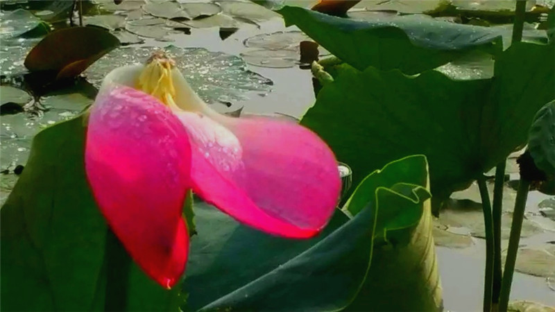 在輕柔的兩絲沐浴下，顯得更加清秀，雅潔，嫵媚，可愛