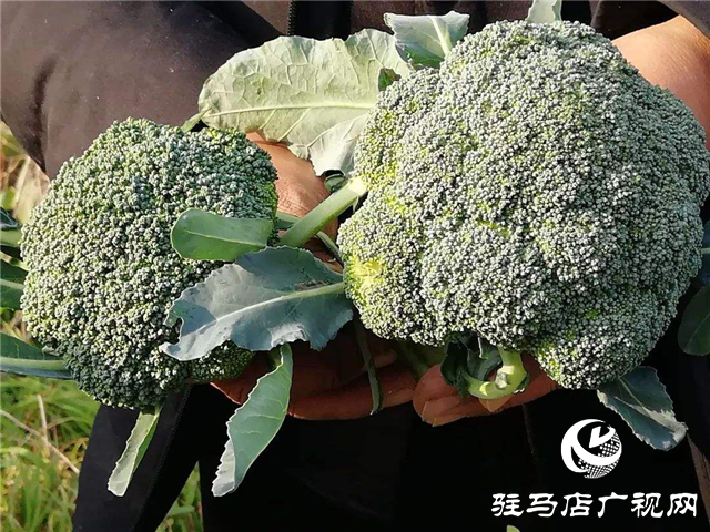 攜手北沃 見證豐收 ——北沃高鈣肥再顯神威，表現驚艷眾人！