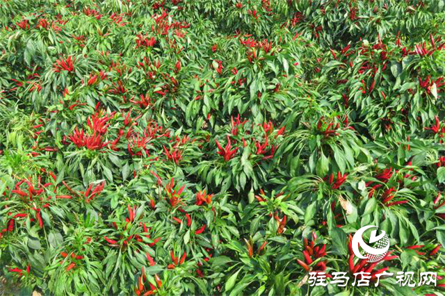 攜手北沃 見證豐收 ——北沃高鈣肥再顯神威，表現驚艷眾人！