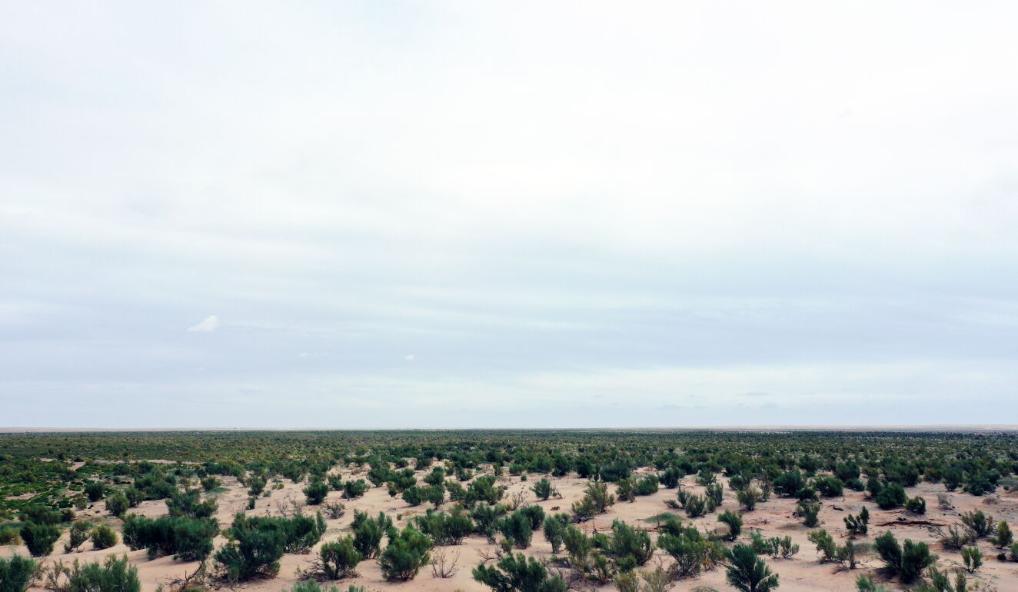 新時代新征程新偉業(yè)·習(xí)近平總書記關(guān)切事丨黃河之水天上來,奔流到此“青”幾許——黃河“幾字彎”生態(tài)治理一線故事