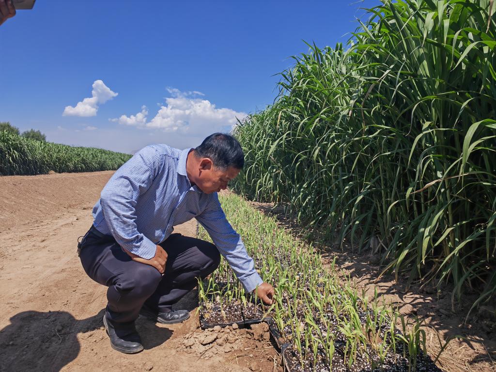 新時代新征程新偉業(yè)·習(xí)近平總書記關(guān)切事丨黃河之水天上來,奔流到此“青”幾許——黃河“幾字彎”生態(tài)治理一線故事