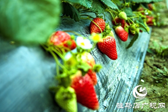 出彩新農人||王超：大棚里的“莓”好事業