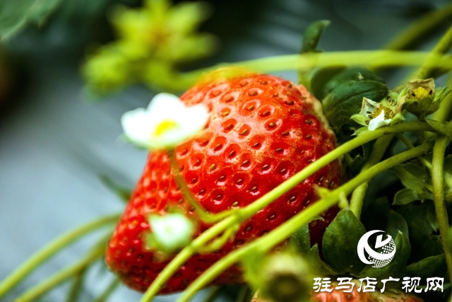 出彩新農人||王超：大棚里的“莓”好事業