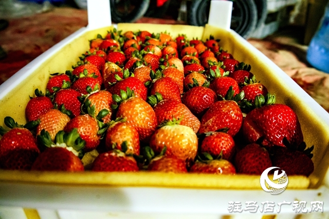 出彩新農人||王超：大棚里的“莓”好事業