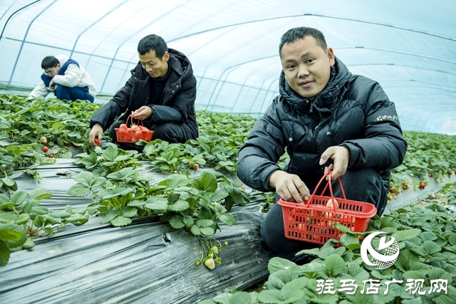 出彩新農人||王超：大棚里的“莓”好事業