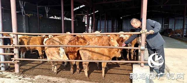 出彩新農人||80后“養牛大王”馬海瑞：希望每個家庭都吃上放心好牛肉