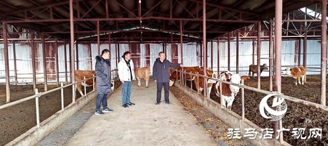 出彩新農人||80后“養牛大王”馬海瑞：希望每個家庭都吃上放心好牛肉