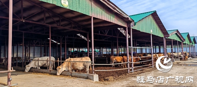 出彩新農人||80后“養牛大王”馬海瑞：希望每個家庭都吃上放心好牛肉