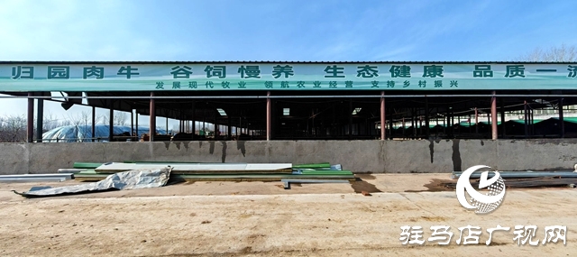 出彩新農人||80后“養牛大王”馬海瑞：希望每個家庭都吃上放心好牛肉