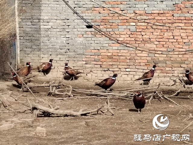 上蔡縣五龍鎮展莊村：特色養殖讓村民腰包鼓起來