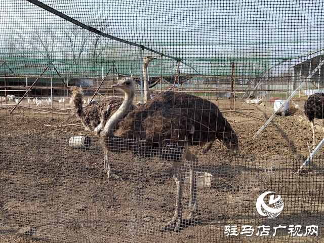 上蔡縣五龍鎮展莊村：特色養殖讓村民腰包鼓起來
