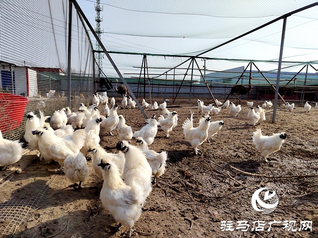 上蔡縣五龍鎮展莊村：特色養殖讓村民腰包鼓起來